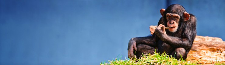 funny-chimpanzee-thinking-in-future-header