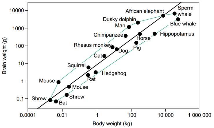 Body weight against log brain weight